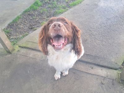 Bugsy | Spaniel (English Springer)