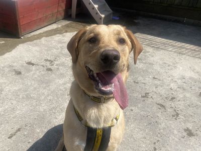 Barley | Retriever (labrador)