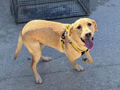 Barley | Retriever (labrador)