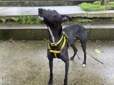 Popsy | Lurcher