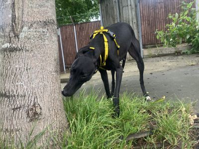 Popsy | Lurcher
