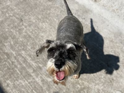 Sile | Schnauzer