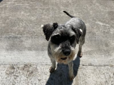 Sile | Schnauzer