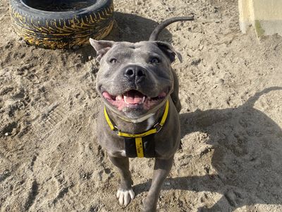Chunk | Terrier (Staffordshire Bull)