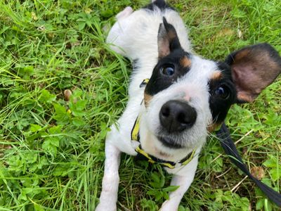 Briar | Terrier (Jack Russell)
