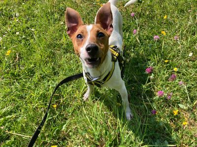 Boston | Terrier (Fox Smooth)