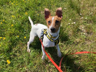 Boston | Terrier (Fox Smooth)