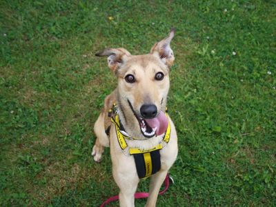 Mabel | Lurcher
