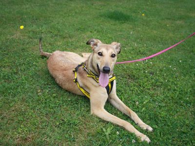 Mabel | Lurcher