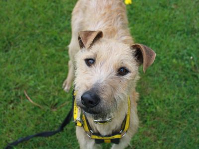 Nellie | Lurcher