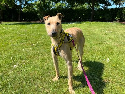 Nellie | Lurcher