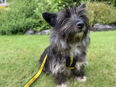 Cath | Terrier (Cairn)