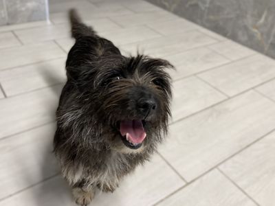 Cath | Terrier (Cairn)