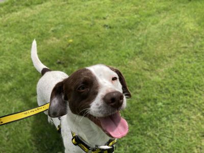 Eric | Terrier (Jack Russell)
