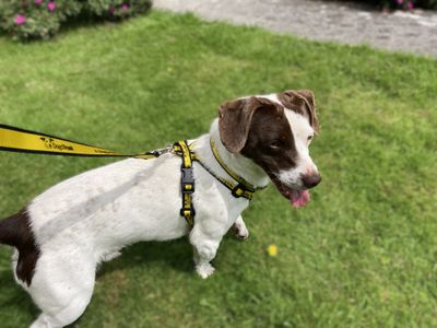 Eric | Terrier (Jack Russell)