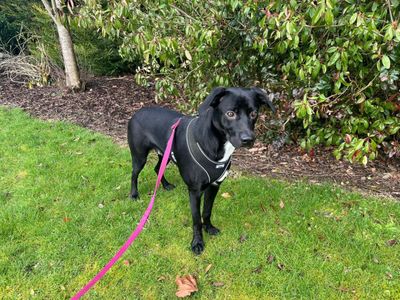 Fozzy | Collie (Border)