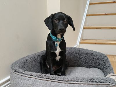 Fozzy | Collie (Border)