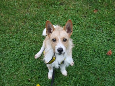 Cassius | Terrier (Jack Russell)