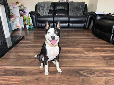 Boo | Collie (Border)