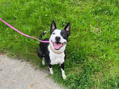 Boo | Collie (Border)