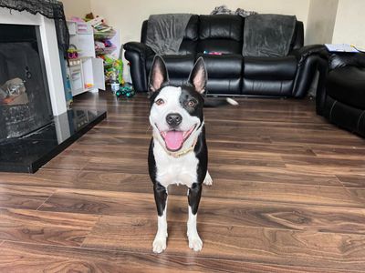 Boo | Collie (Border)