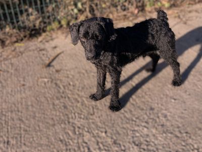 Jeremiah | Terrier (Jack Russell)