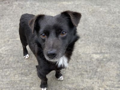 Jamesy | Terrier (Jack Russell)