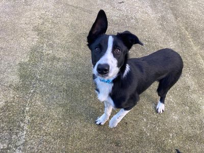 Stanley | Collie (Border)