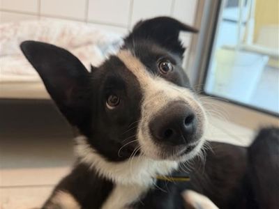 Stanley | Collie (Border)