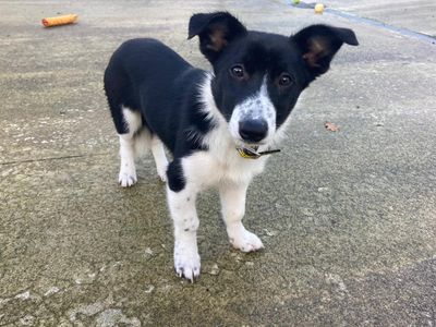 Sia | Collie (Border)