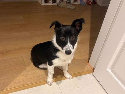 Sia | Collie (Border)