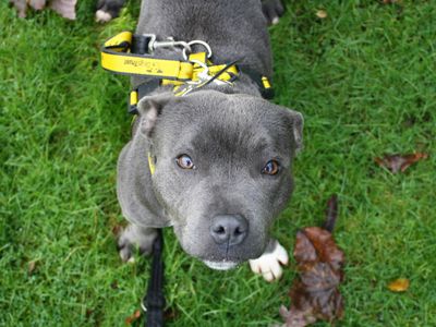 Genoveva | Terrier (Staffordshire Bull)