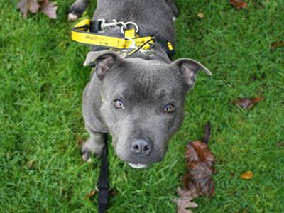 Genoveva | Terrier (Staffordshire Bull)