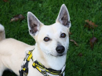 Gibson | Terrier (Jack Russell)