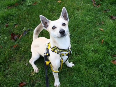 Gibson | Terrier (Jack Russell)