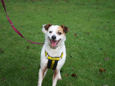 Gypsee | Terrier (Jack Russell)