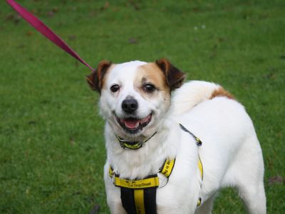 Gypsee | Terrier (Jack Russell)