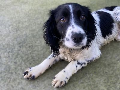 Niall | Spaniel (English Springer)