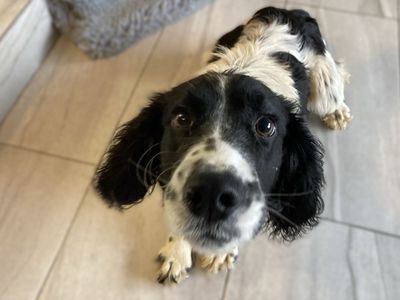 Niall | Spaniel (English Springer)