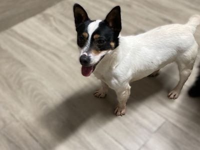 Rico | Terrier (Jack Russell)