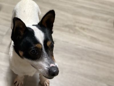 Rico | Terrier (Jack Russell)