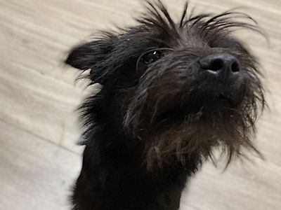 Roise | Terrier (Yorkshire)