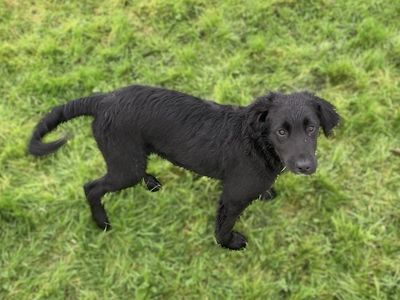 Star | Siberian Husky