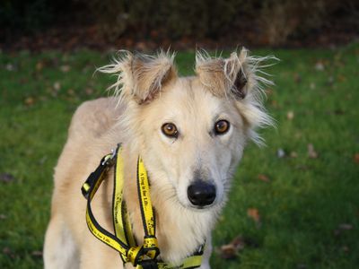 Jolie | Saluki