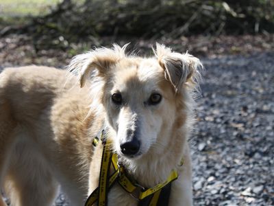 Jolie | Saluki