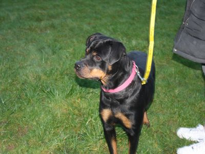 Lunarose | Rottweiler