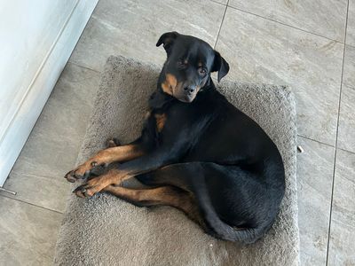Lunarose | Rottweiler