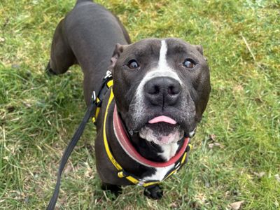 Eugene | Terrier (American Staffordshire)