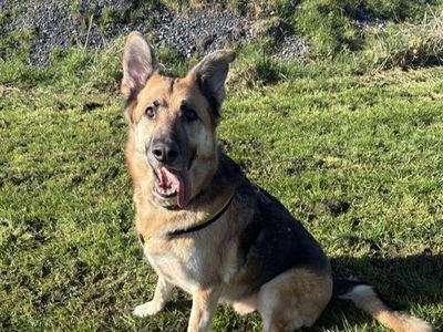 Hugo | German Shepherd Dog