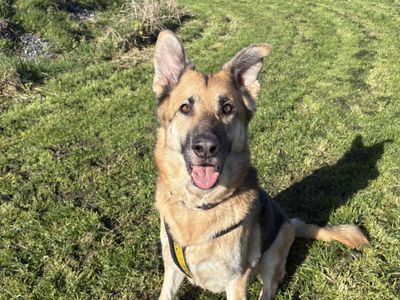 Hugo | German Shepherd Dog